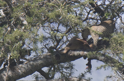 Leopard  cub heads for moms kill