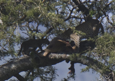 Leopard cub eats moms kill