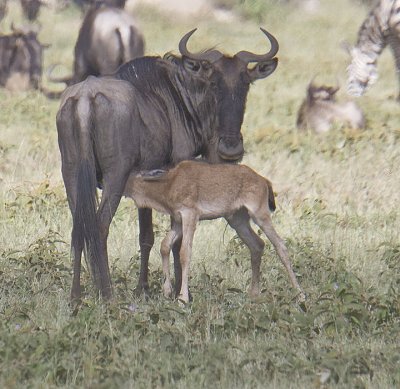 Wildebeast and baby