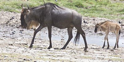 Wildebeast and baby