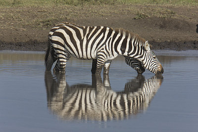 Zebra drinks