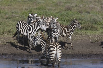 Zebras drink
