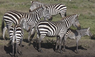 Zebras