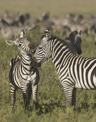 Zebras are friendly