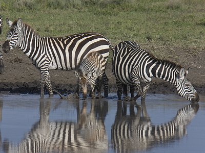 Zebras drink
