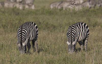 Zebras eat