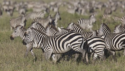 Zebras run together