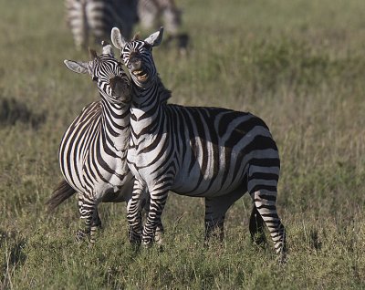 Zebras fight