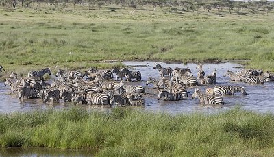 Zebras drink together