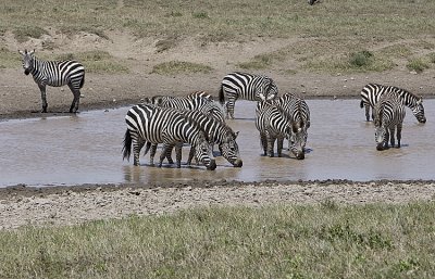 Zebras drink together