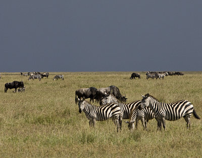 Zebras and wildebeast