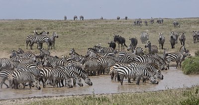 Zebras drink together