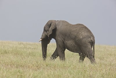 Elephant