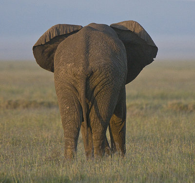 Elephant rear
