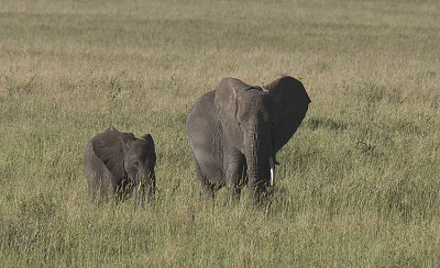Elephant pair