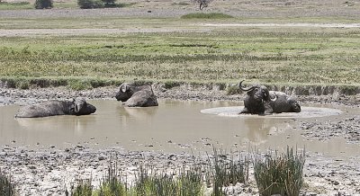 Cape buffalo in the water