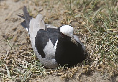 Blacksmith Plover