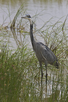 Black-headed Heron