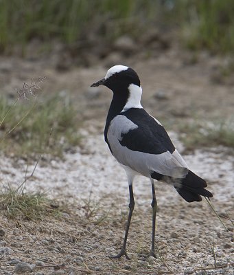 Blacksmith Plover