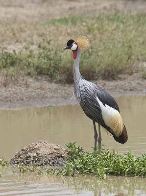 Grey-crowned Cranes