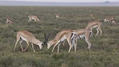 Grants Gazelle mock fighting