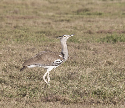 Kori Bustard