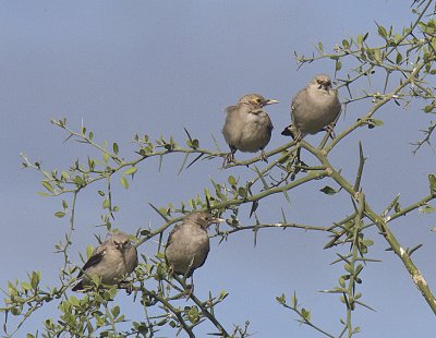 Wattled Starlings