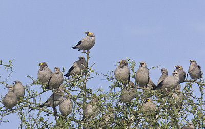 Wattled Starlings
