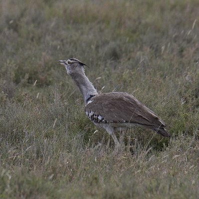 Black-bellied Bustard