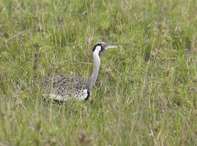 Hartlobs Bustard