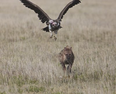 Spotted Hyaenia and Vulture