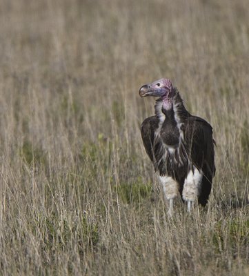 Rumpoles Griffon Vulture