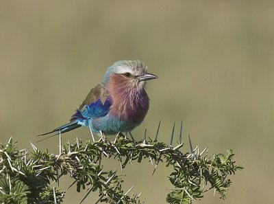 Liac-breasted Roller