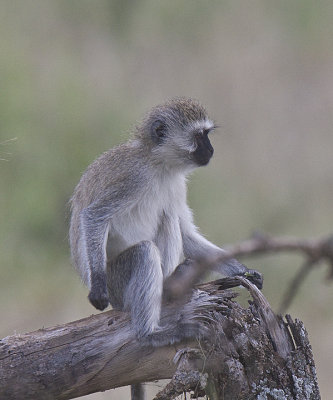 Vervet Monkey