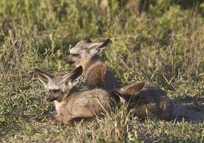 Bat-eared Foxes