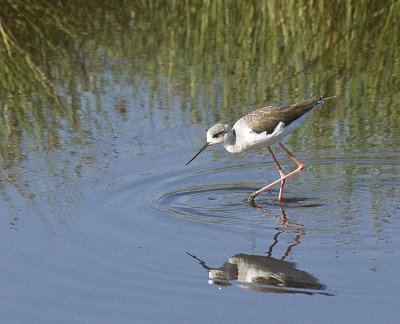 Black-winged Stilt