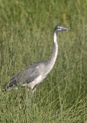 Black-headed Heron