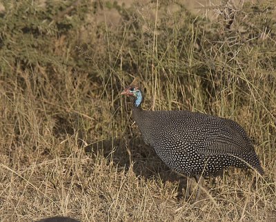 Helmeted Guineafowl