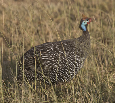 Helmeted Guineafowl