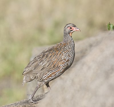 Grey-breasted Spurfowl