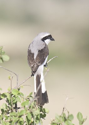 Grey-backed Shrike