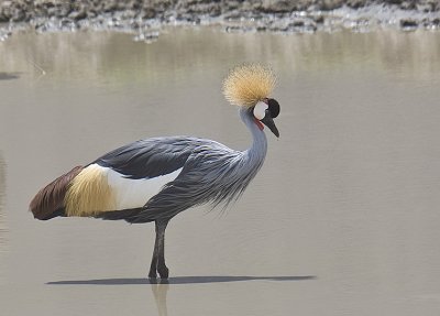 Grey-crowned Crane