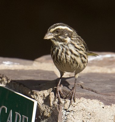 Streaky Seedeater