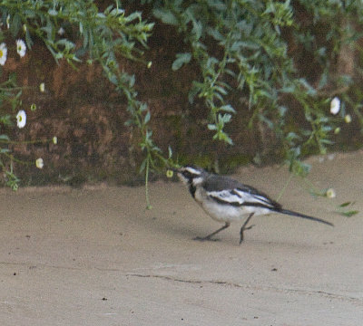 African Pied Wagtail