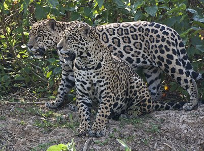 Jaguar son and father hunt together