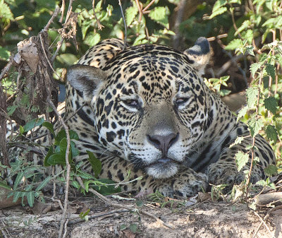 Jaguar rests