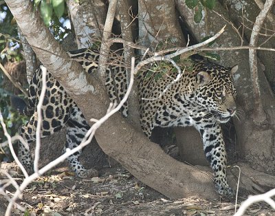 Jaguar stalks