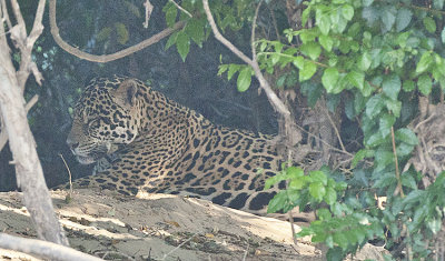 Jaguar rests