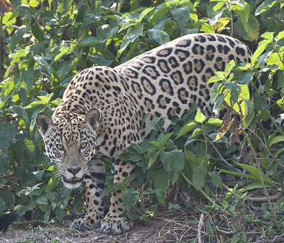 McDonalds Photosafari to the Brazilian Pantanal-2011