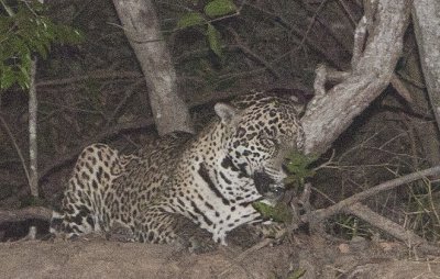 Jaguar seen with flash